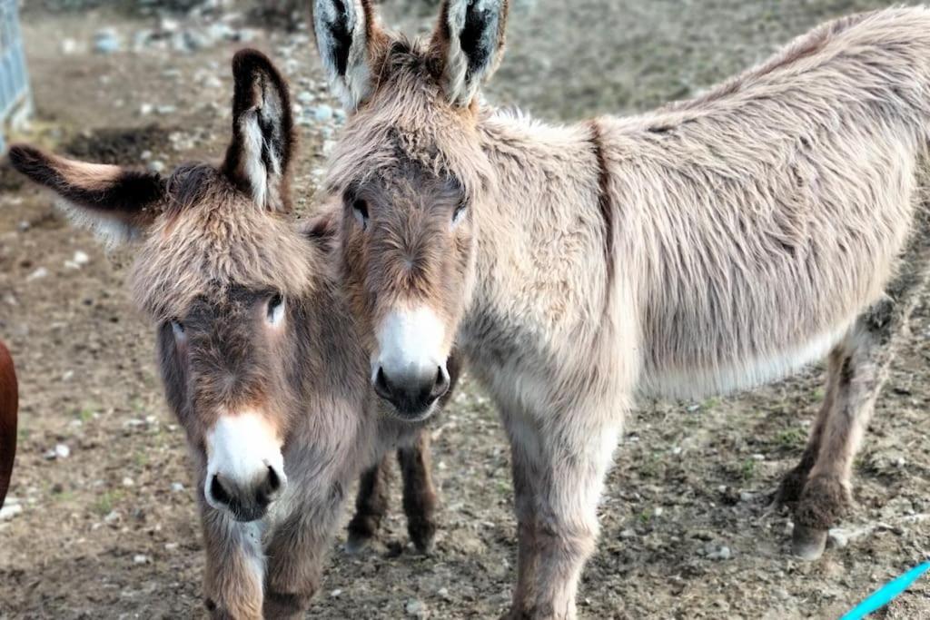 Appartamento Di Montagna Lo Grop Chambave エクステリア 写真